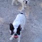 Linda jugando con un Bull-dog Ingles de tres meses, que es mas grande que ella, pero apenas sabe andar. Que gracia ese día, como jugaban y el otro quería hacer lo que Linda y menudos tortazos.